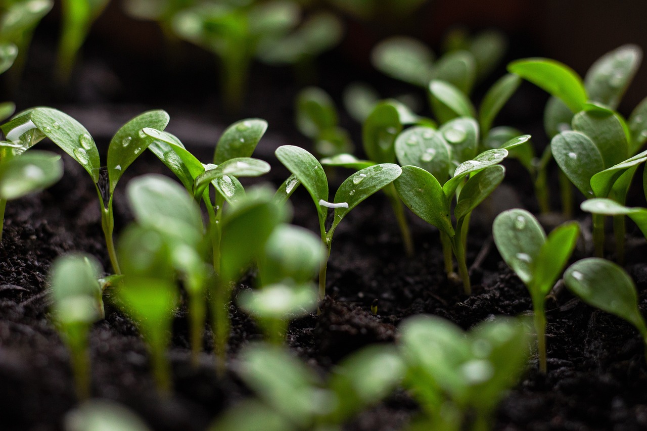 Sustainable Home Improvements that are Worth the Investment